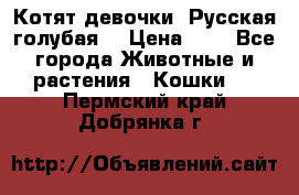 Котят девочки “Русская голубая“ › Цена ­ 0 - Все города Животные и растения » Кошки   . Пермский край,Добрянка г.